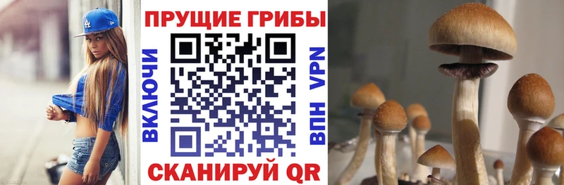 Псилоцибиновые грибы Psilocybe  Купить где  Николаевск-на-Амуре 